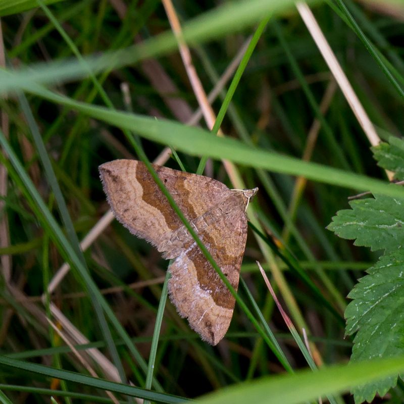 Scotopteryx chenopodiata Shaded Broad bar Vickerbackmätare